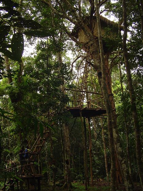 Koiari Tree House